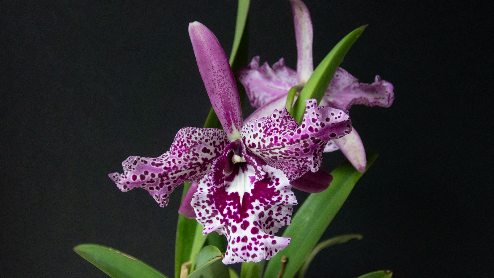Lsu. Queen Joyce Duncan 'Volcano Queen'