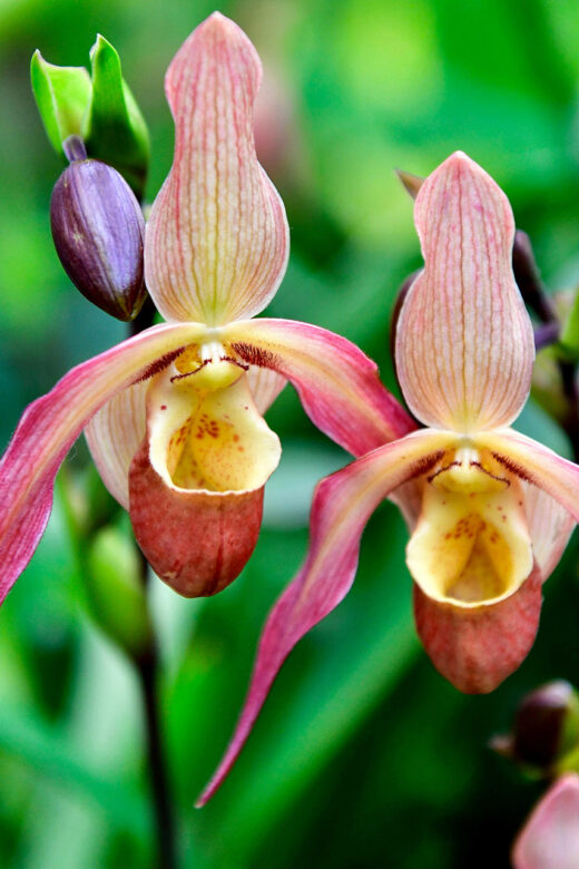 Phragmipediums
