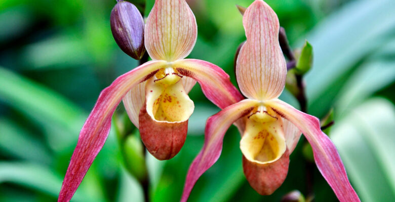 Phragmipediums