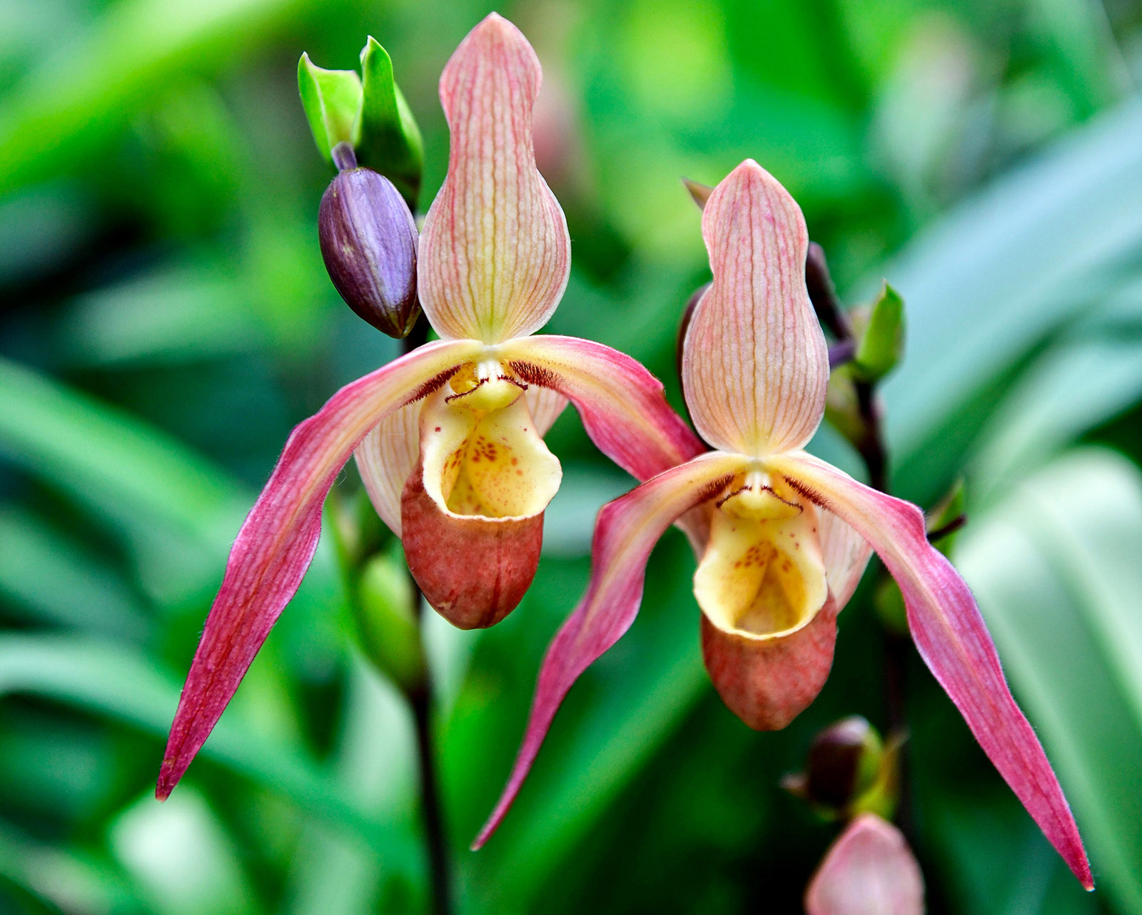 Phragmipediums